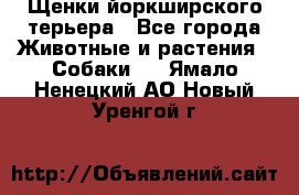 Щенки йоркширского терьера - Все города Животные и растения » Собаки   . Ямало-Ненецкий АО,Новый Уренгой г.